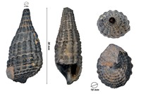 Pirazelli ljakanical (Podamidae)